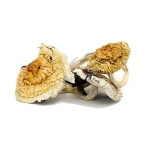 Z-Strain magic mushrooms