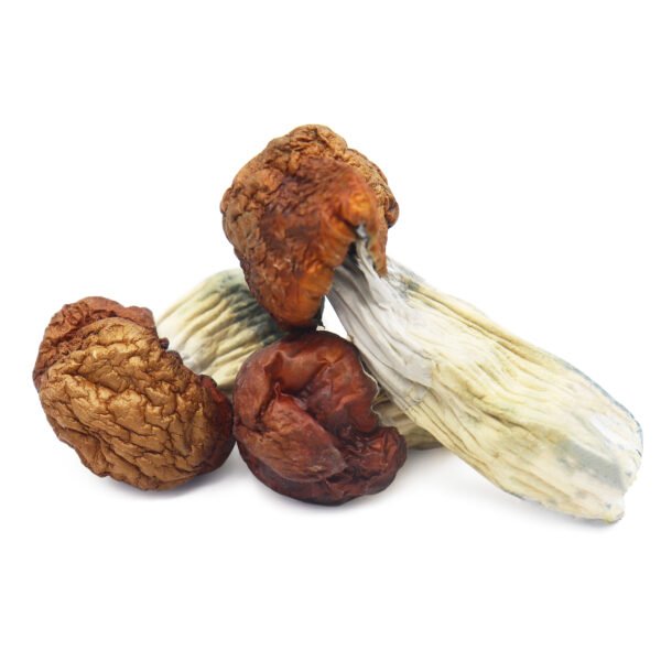 Texas Yellow Caps Mushrooms