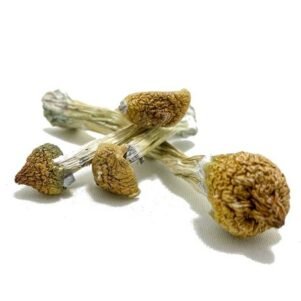 Mystic Mushrooms