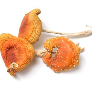 Amanita Mushroom​