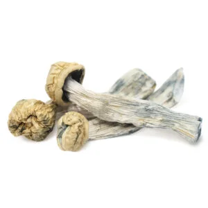 Yeti Mushroom​