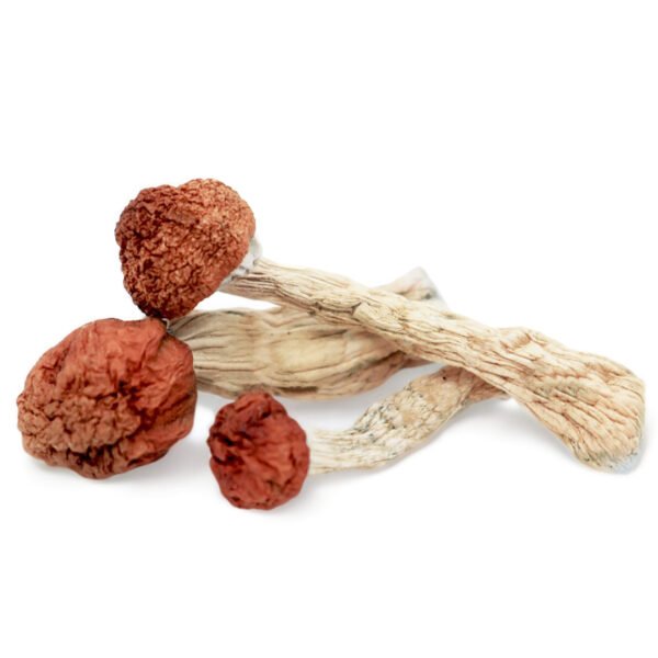 Amazonian Magic Mushroom