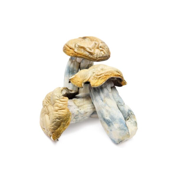 Hillbilly Mushrooms