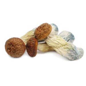 Penis Envy Mushrooms​