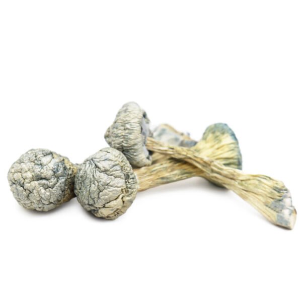 Treasure Coast Mushrooms