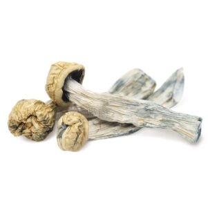 Yeti Mushroom​