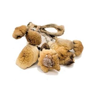Cubensis Mushroom​