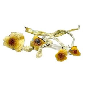 Huautla Mushrooms