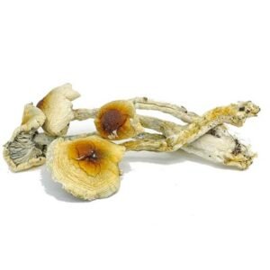 Nepal Chitwan Mushroom​
